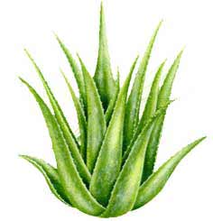 aloe vera.jpg