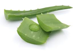 Aloe vera, rez