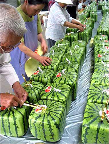 Melon v tvare kocky Melon v tvare kocky