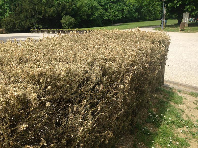 Vijačka krušpánová – novodobý postrach našich živých plotov Vijačka krušpánová – novodobý postrach našich živých plotov