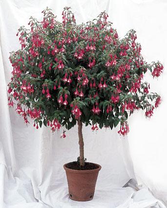 Cultivez-vous du fuchsia en pot ? Méfiez-vous des insectes, sinon votre plante pourrait mourir Cultivez-vous du fuchsia en pot ? Méfiez-vous des insectes, sinon votre plante pourrait mourir