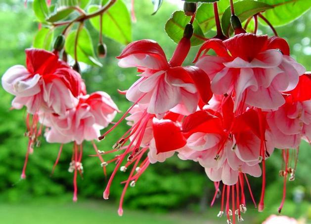 Pestujete fuchsie v kvetináči? Pozor na chyby, ináč vaša rastlina môže uhynúť Pestujete fuchsie v kvetináči? Pozor na chyby, ináč vaša rastlina môže uhynúť