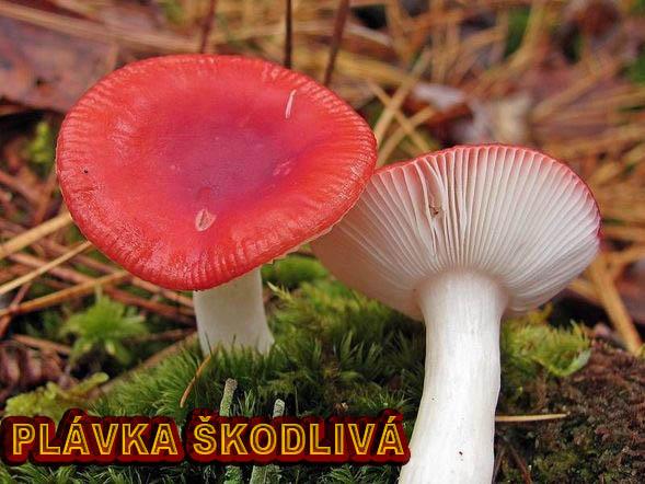 Plavka Cervena (Červená barva, Postavu typu, Červená plavka, Červených Plavek, dodá vašemu) Plavka Cervena