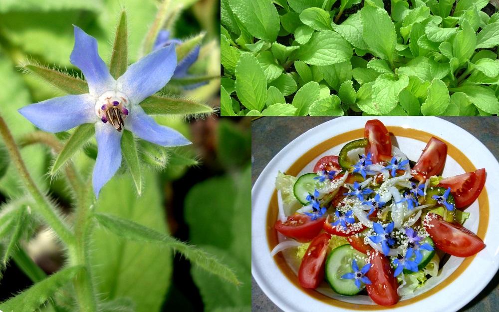 Borák lekársky (borago oficinalis)