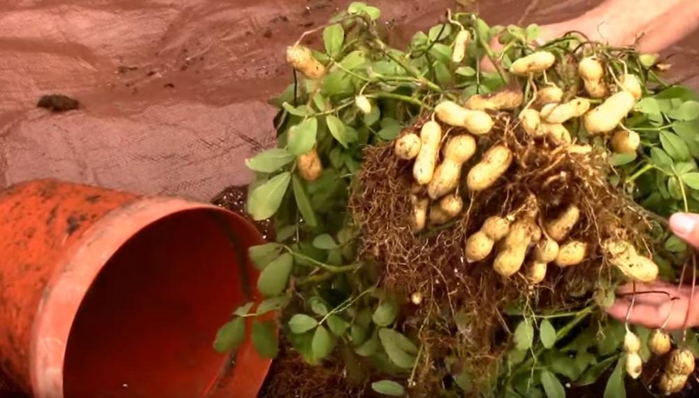 Vypestujte si vlastné arašidy Vypestujte si vlastné arašidy