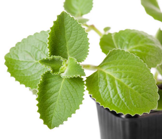 Kubánske oregano vám pomôže s nádchou Kubánske oregano vám pomôže s nádchou