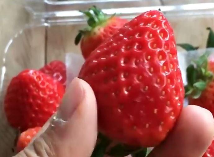 Skvelý nápad na rýchle rozmnoženie jahôd Skvelý nápad na rýchle rozmnoženie jahôd